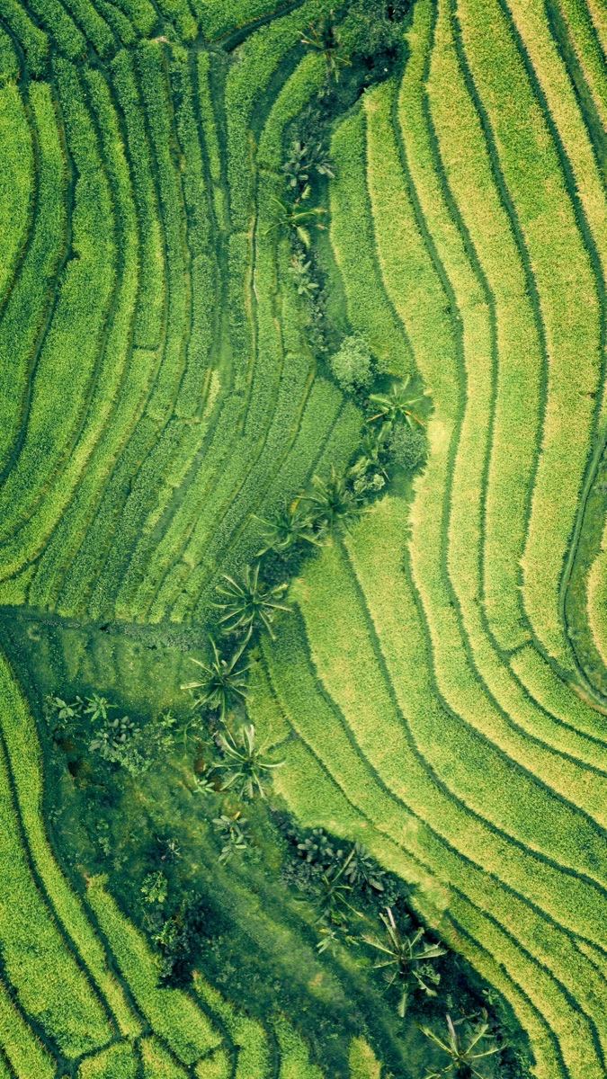 Aerial view of terraced landscape